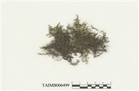 藏品(列胞耳葉蘚)的圖片